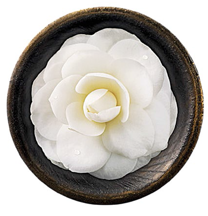 Japanese camellia flower