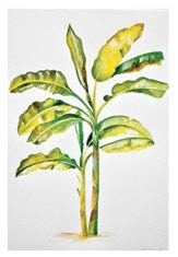 Banana Tree watercolour print, $25, from STYLODECO.